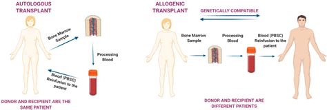 Ijms Free Full Text β3 Adrenoreceptors As Ros Balancer In Hematopoietic Stem Cell