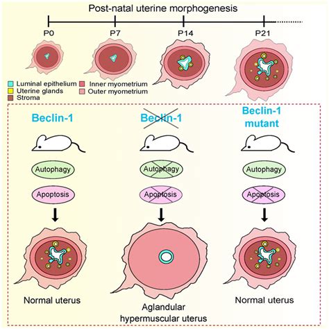 Dev Cell Beclin