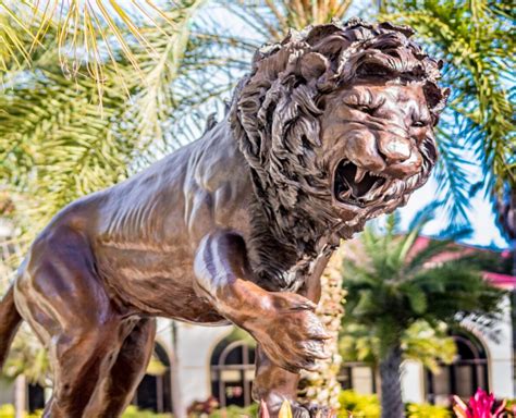 saint leo university bachelors degree applywave