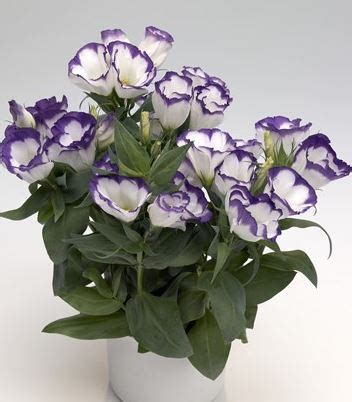 Lisianthus Eustoma Grandiflorum Carmen Blue Rim Muller Seeds