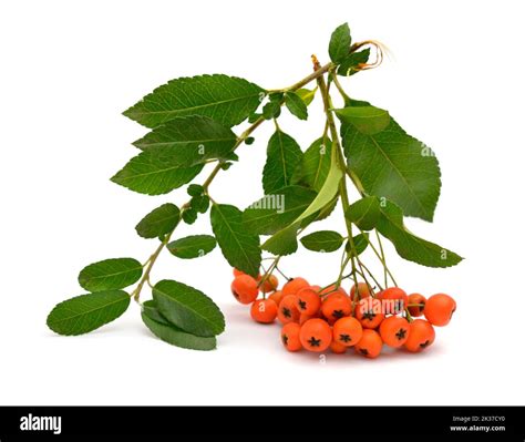 Pyracantha, common names firethorn or pyracantha. Isolated on white