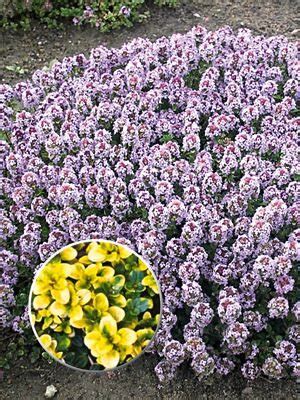 Тимьян лимоннопахнущий Doone Valley (1 шт) купить в интернет магазине ...