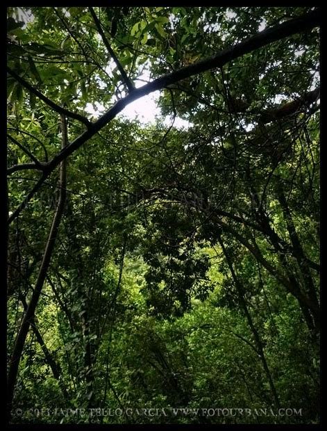 Bosque De Los Tilos La Palma Fotourbana Pueblos Y Ciudades