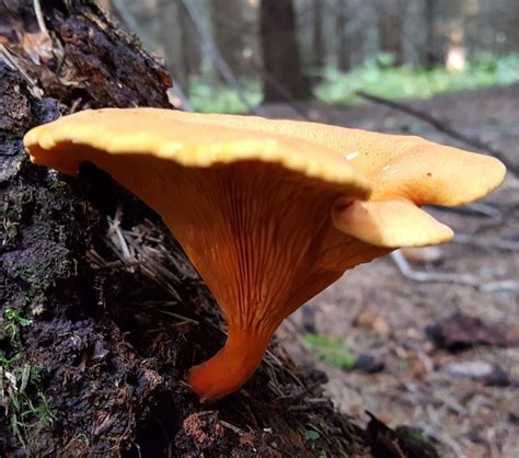 Лисичка ложная 3 фото гриба 02.09.2017