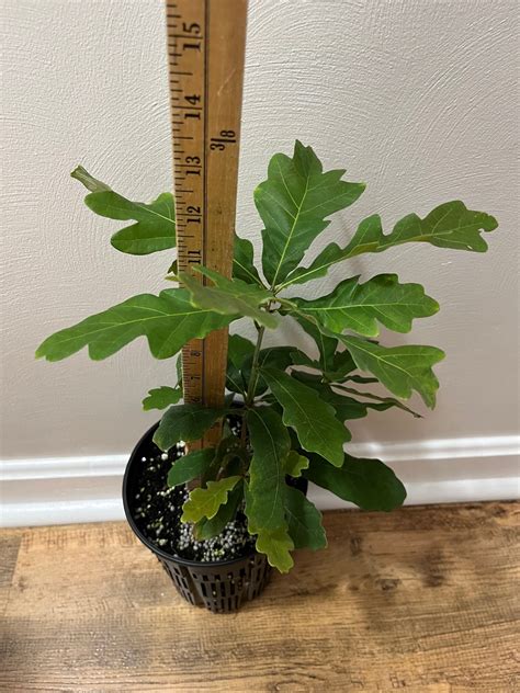 White Oak Native Plant Company Llc