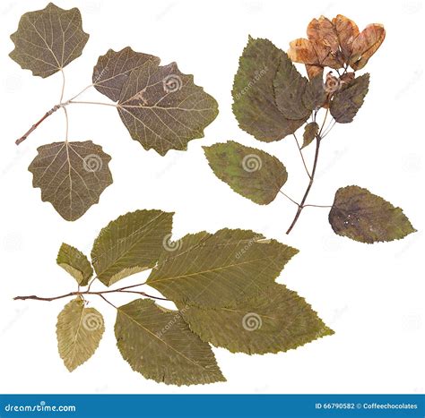 Pressed Plants Making A Herbarium 11