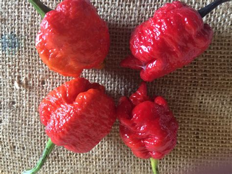 Dragon's Breath Pepper Seeds - Etsy