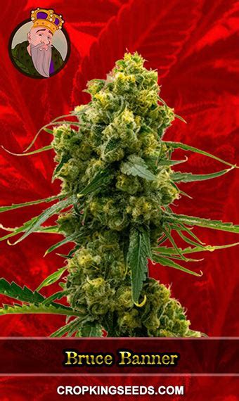 Buy Bruce Banner Strain Feminized Marijuana Seeds | Crop King Seeds