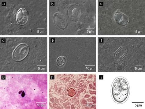 Mature Spores A B Apical View Of Mature Spore C Lateral View Of