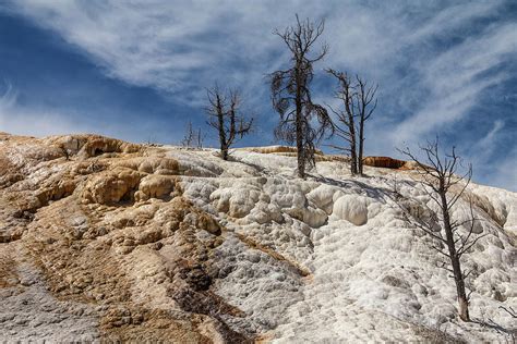 Naked Trees Of Yellowstone Photograph By Steven Bateson Pixels