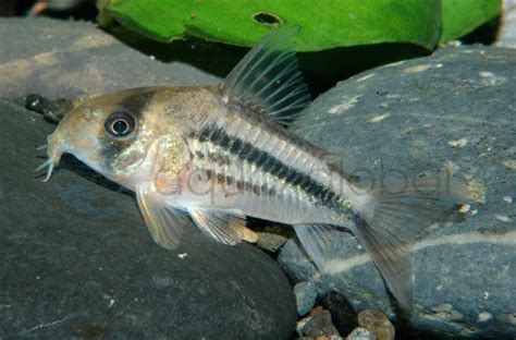 Axelrods Panzerwels Corydoras axelrodi Zierfischgroßhandel Aqua Global