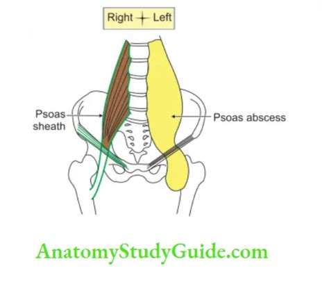 Kidney And Ureter Psoas Major Vascular Segments Of The Kidney General