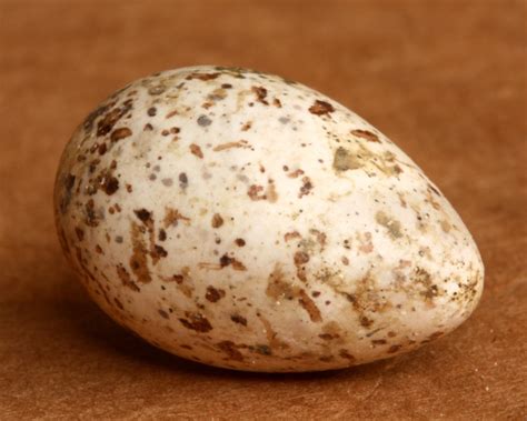 Small White Bird Eggs With Brown Spots - art-herpity