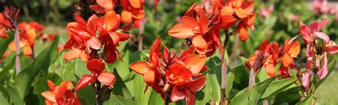 How To Grow Canna Lilies American Meadows