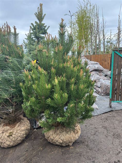 WhatsApp Image 2025-05-01 at 19.17.46 (2)