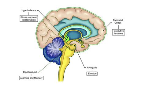 How Sex Hormones Sculpt The Brain Precisionary