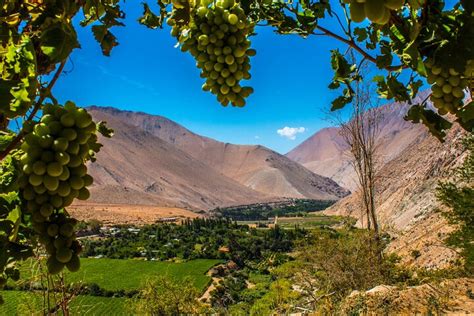 Private Excursion For Cruises In Coquimbo Elqui Valley Book Tours