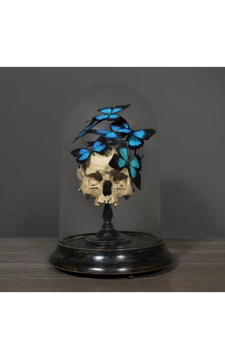 Cr Ne Memento Mori Avec Papillons Ulysses Ulysses Sous Globe En Verre