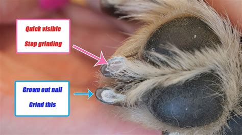 How To Trim Your Dogs Nails — Pocket Puppy School