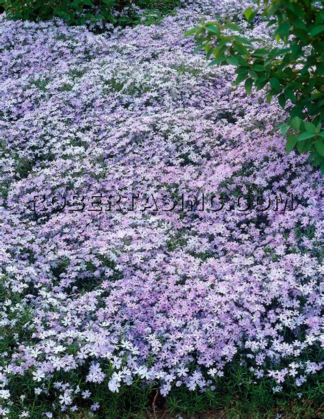 Creeping and Cascading Phlox | Creeping phlox, Shade plants, Perennial