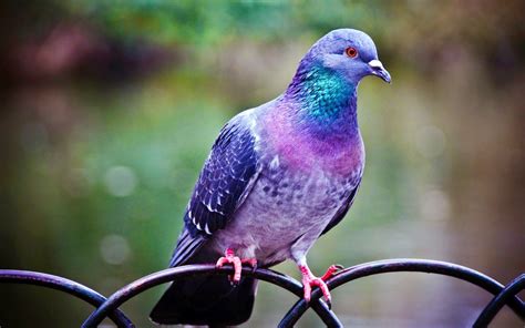 Gambar Burung Merpati Cantik Gambar Pedia