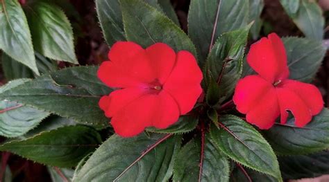 37 Different Impatiens Varieties to Plant This Season