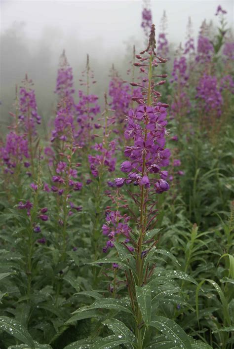 Dave’s Killer Hike: Pepper Peak (Lessons Learned while Hiking in Alaska