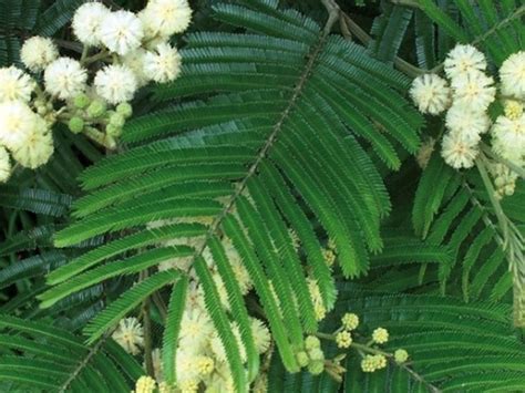 Acacia Mearnsii Wholesale Nursery Nurseries In Melbourne Sydney
