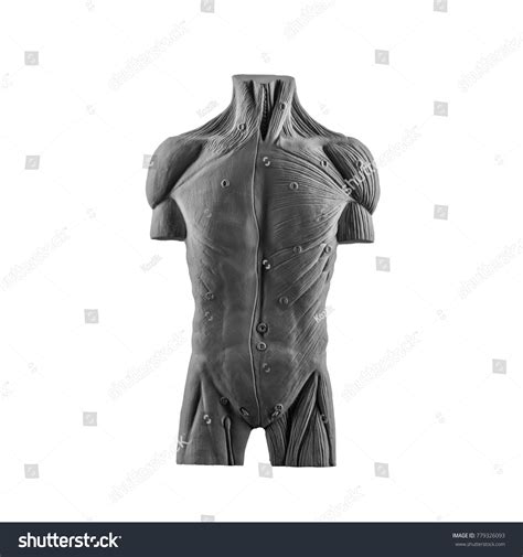 Plaster Statue Naked Man Torso Anatomical Stock Photo Shutterstock