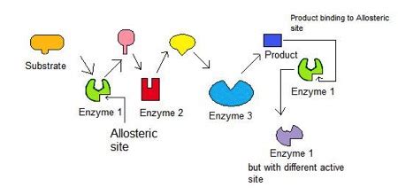 feedback inhibition definition     feedback loops