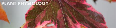 plant physiology basic biology