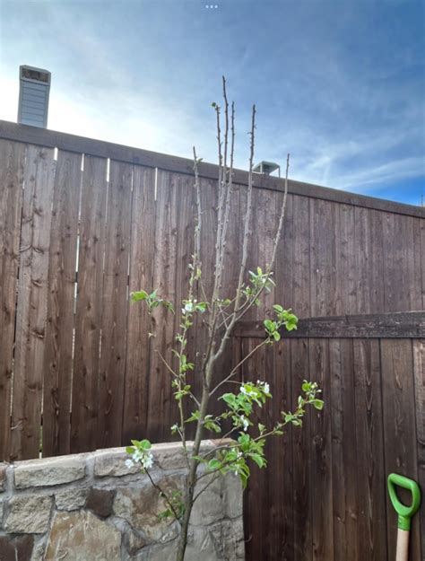 Pruning advice for Pear : r/BackyardOrchard