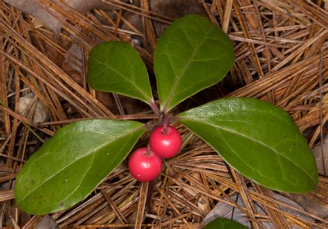Gaultheria procumbens (Creeping wintergreen)