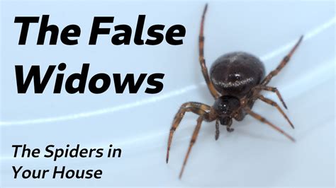 The Spiders In Your House The False Widows YouTube