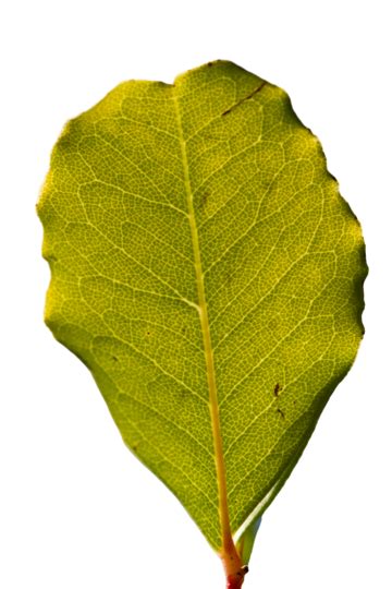 green leaf surface texture png transparent images