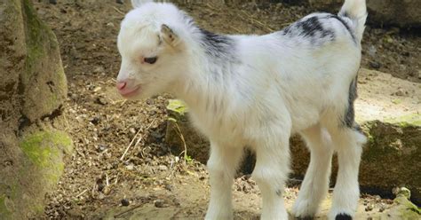 Baby Pygmy Goat Learns to Hop: Viral Video | TIME