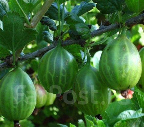 Саженцы крыжовника-сорта в ассортименте, новый, в наличии. Цена: 900 ...