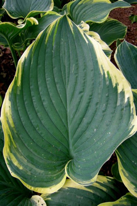 Хоста Сагае. (Hosta Sagae) купить в интернет-магазине ЦВІТСАД с ...