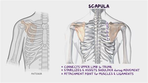 Bones Of The Upper Limb Video Anatomy And Definition Osmosis
