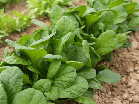 Choho Hybrid – William Dam Seeds