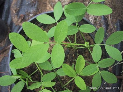 Arachis Paraguariensis Tropical Forages