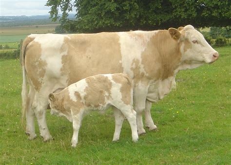 Vaca Mais Cara Do Mundo - El ojo del buitre: Vaca (Bos taurus)
