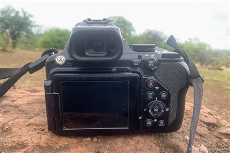 Nikon Coolpix P1000: Best Camera for Bird Photography