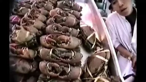 Free Pattaya Porn Videos XHamster