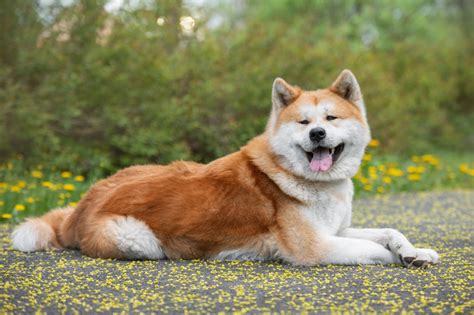 akita mixed breeds  info pictures dogster