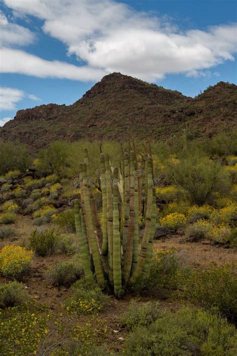 Organ Pipe Cactus National Monument Stock Photo Image Of Cholla
