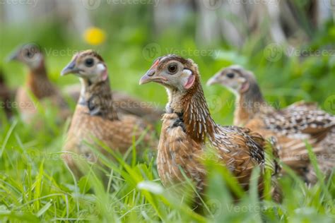 AI generated Quail birds in a grassy meadow showing off their speckled