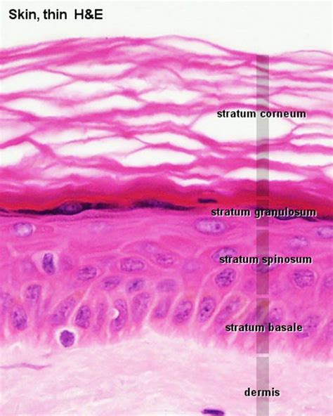 Layers Of Epidermis Histology