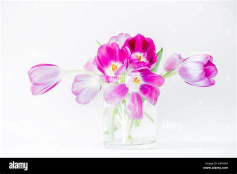 Tulips In Container Hi Res Stock Photography And Images Alamy
