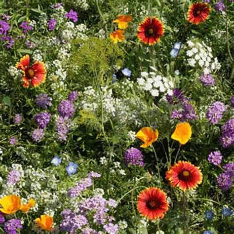 wild flower mix seeds 5